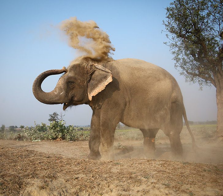 World Elephant Day: Meet Reed Nirula of Wildlife SOS – John