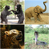 Wildlife SOS